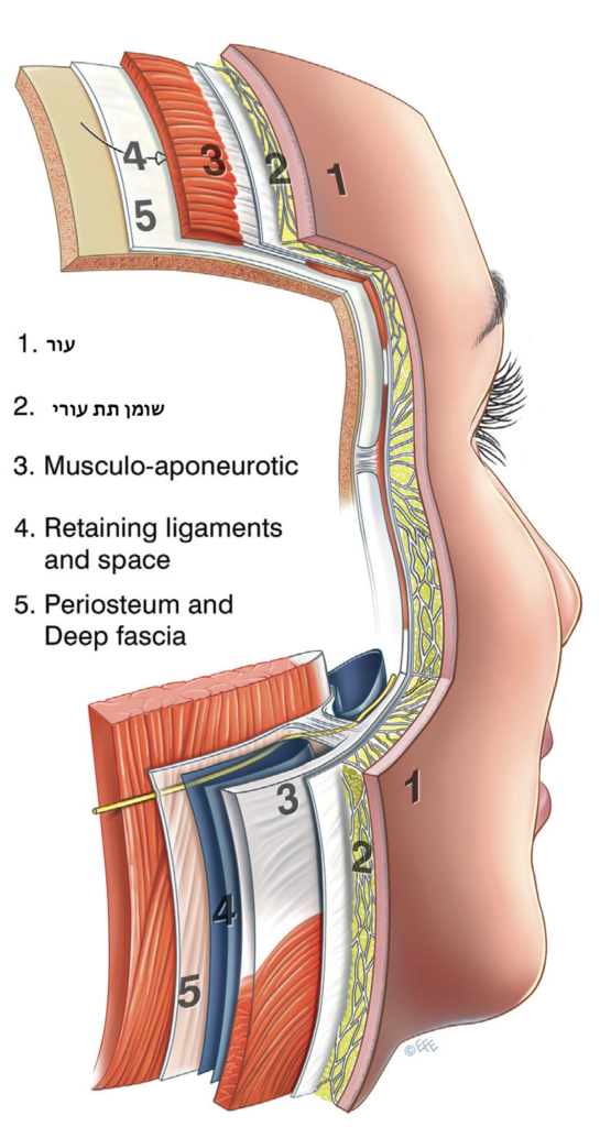 שכבות הפנים